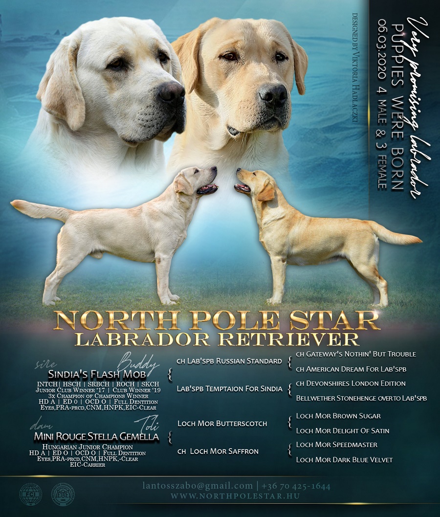 north pole star puppies